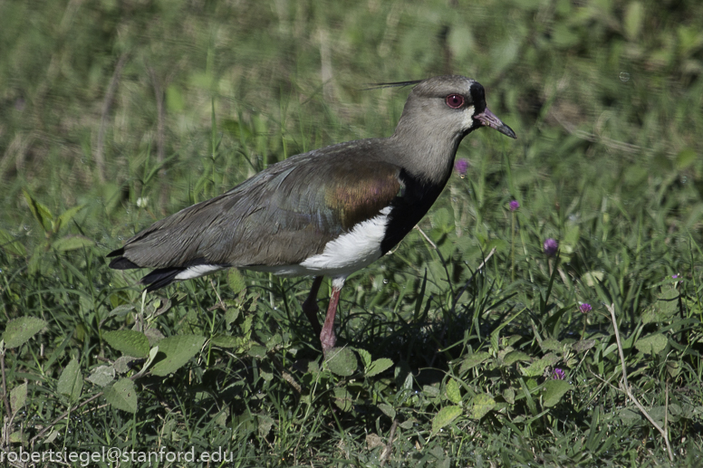 southern lapwing